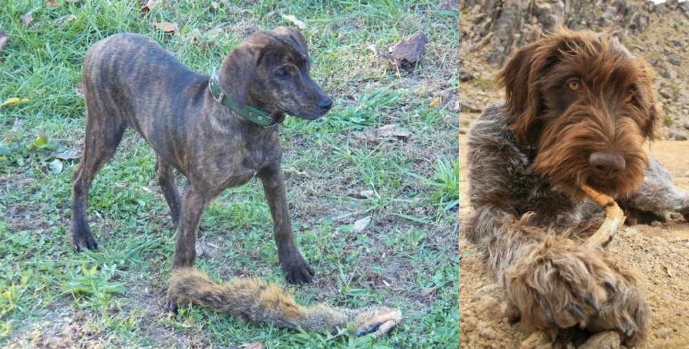 Wirehaired Pointing Griffon vs Treeing Cur - Breed Comparison