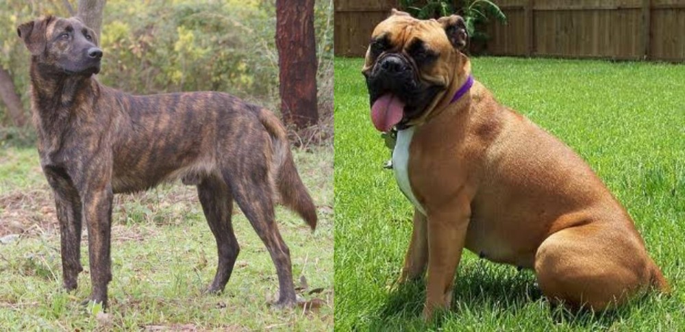 Valley Bulldog vs Treeing Tennessee Brindle - Breed Comparison