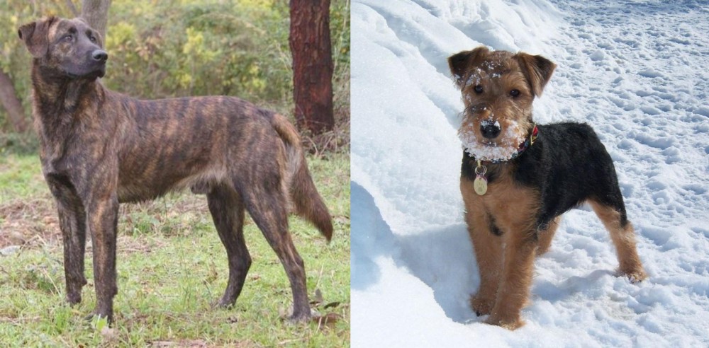 Welsh Terrier vs Treeing Tennessee Brindle - Breed Comparison