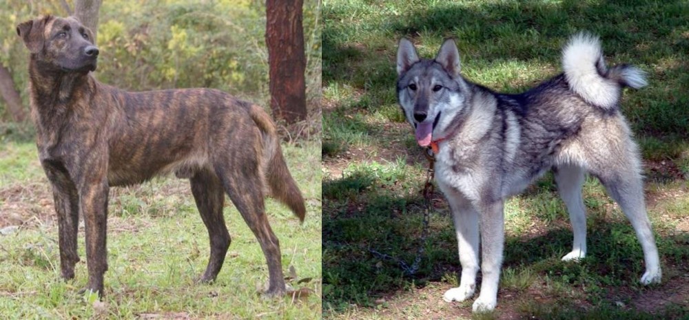 West Siberian Laika vs Treeing Tennessee Brindle - Breed Comparison