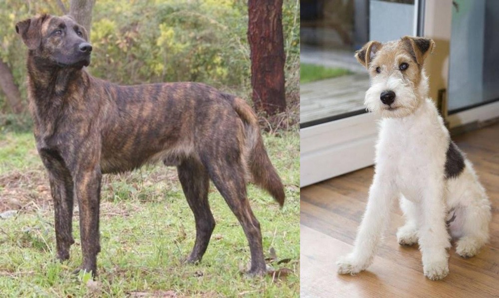 Wire Fox Terrier vs Treeing Tennessee Brindle - Breed Comparison