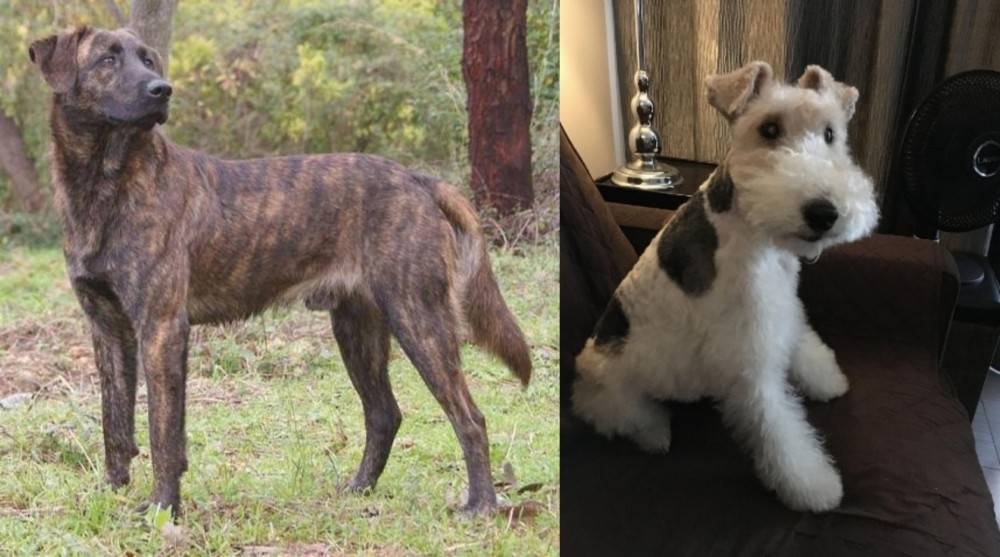 Wire Haired Fox Terrier vs Treeing Tennessee Brindle - Breed Comparison