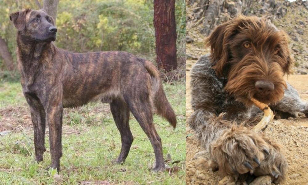 Wirehaired Pointing Griffon vs Treeing Tennessee Brindle - Breed Comparison