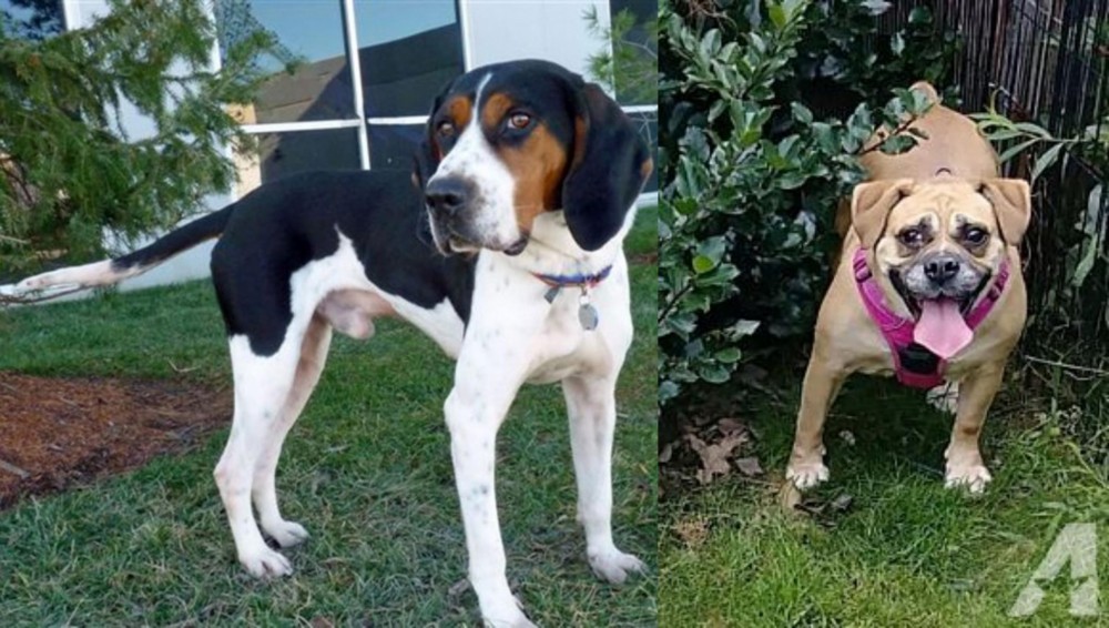 Beabull vs Treeing Walker Coonhound - Breed Comparison