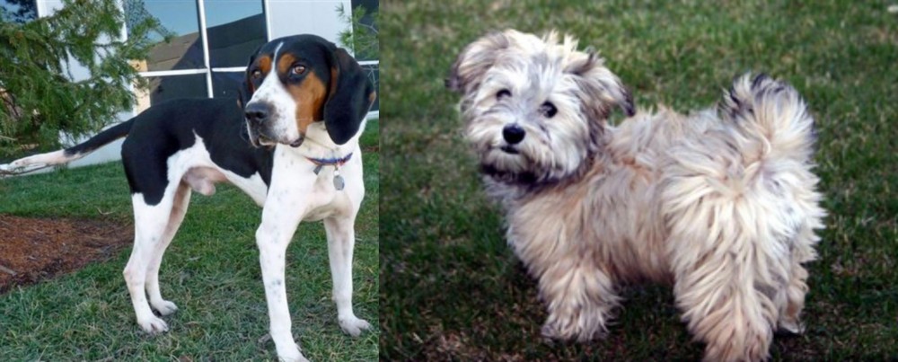 Havapoo vs Treeing Walker Coonhound - Breed Comparison