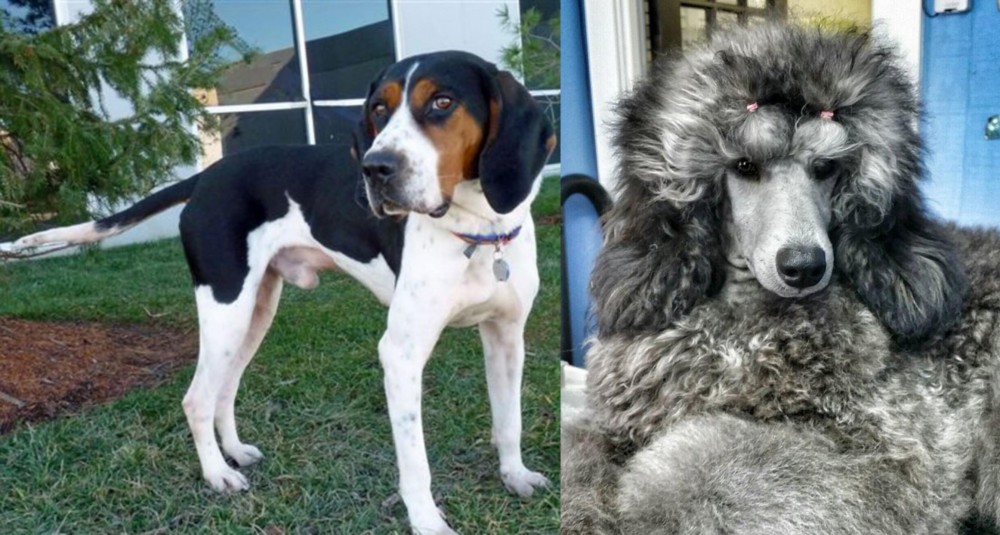 Standard Poodle vs Treeing Walker Coonhound - Breed Comparison