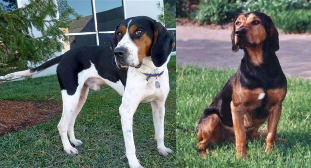 Tyrolean Hound vs Treeing Walker Coonhound - Breed Comparison
