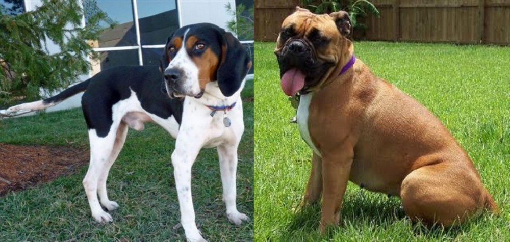 Valley Bulldog vs Treeing Walker Coonhound - Breed Comparison