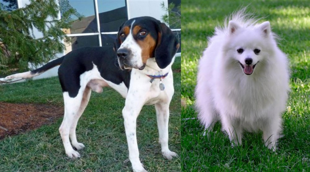 Volpino Italiano vs Treeing Walker Coonhound - Breed Comparison