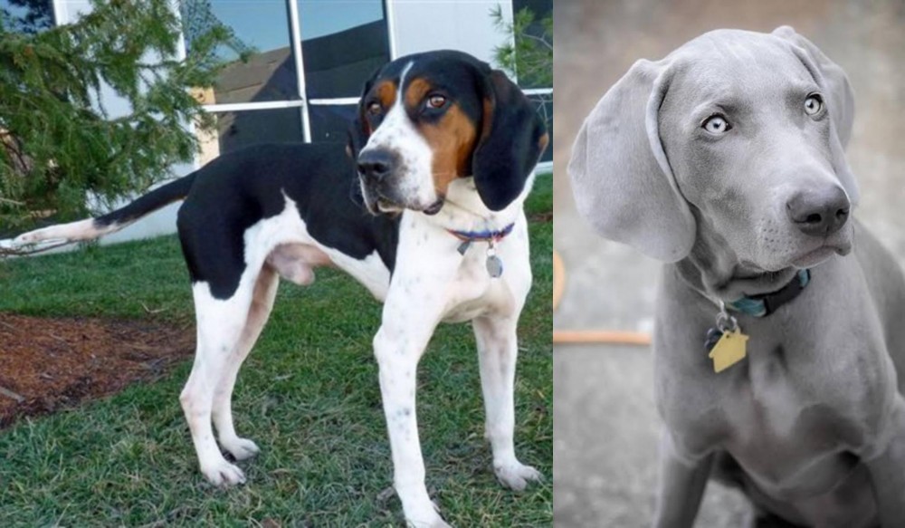 Weimaraner vs Treeing Walker Coonhound - Breed Comparison