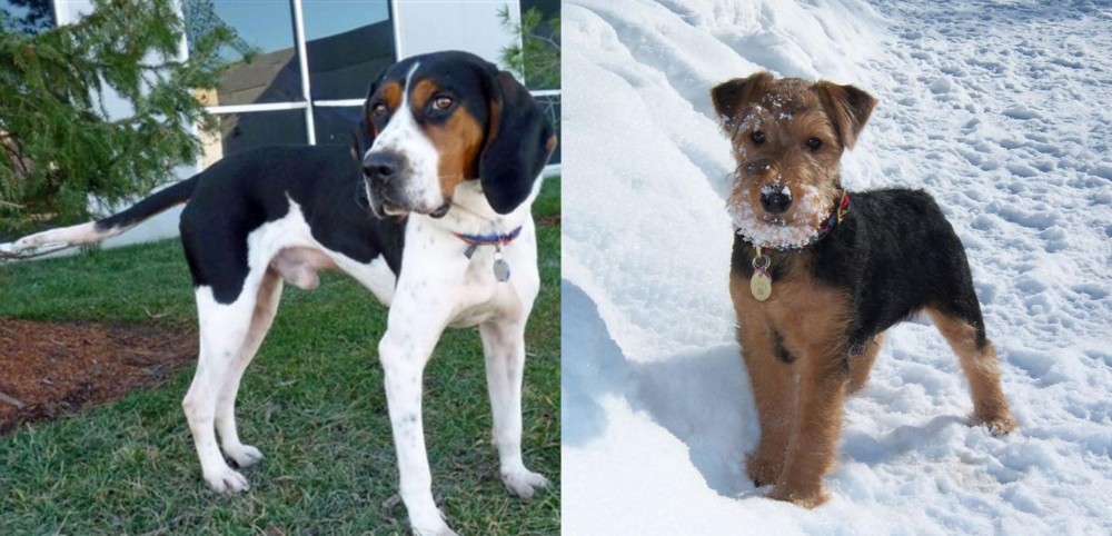 Welsh Terrier vs Treeing Walker Coonhound - Breed Comparison