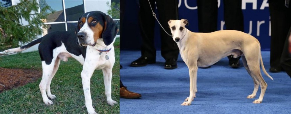 Whippet vs Treeing Walker Coonhound - Breed Comparison