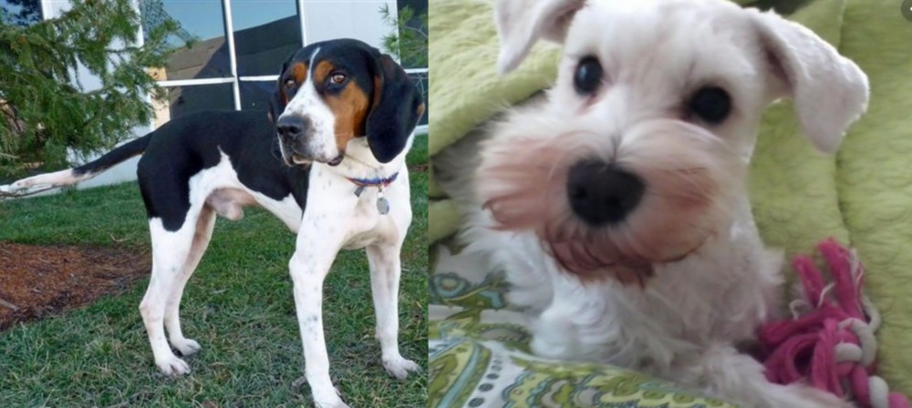 White Schnauzer vs Treeing Walker Coonhound - Breed Comparison
