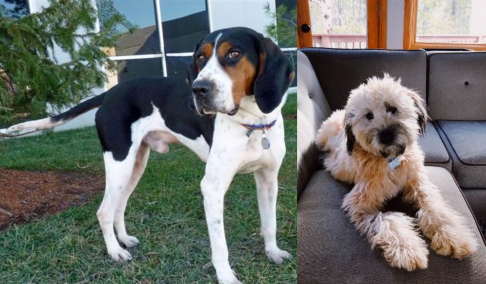 Whoodles vs Treeing Walker Coonhound - Breed Comparison