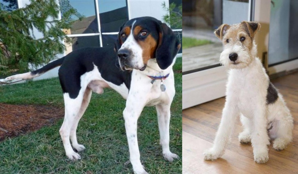 Wire Fox Terrier vs Treeing Walker Coonhound - Breed Comparison