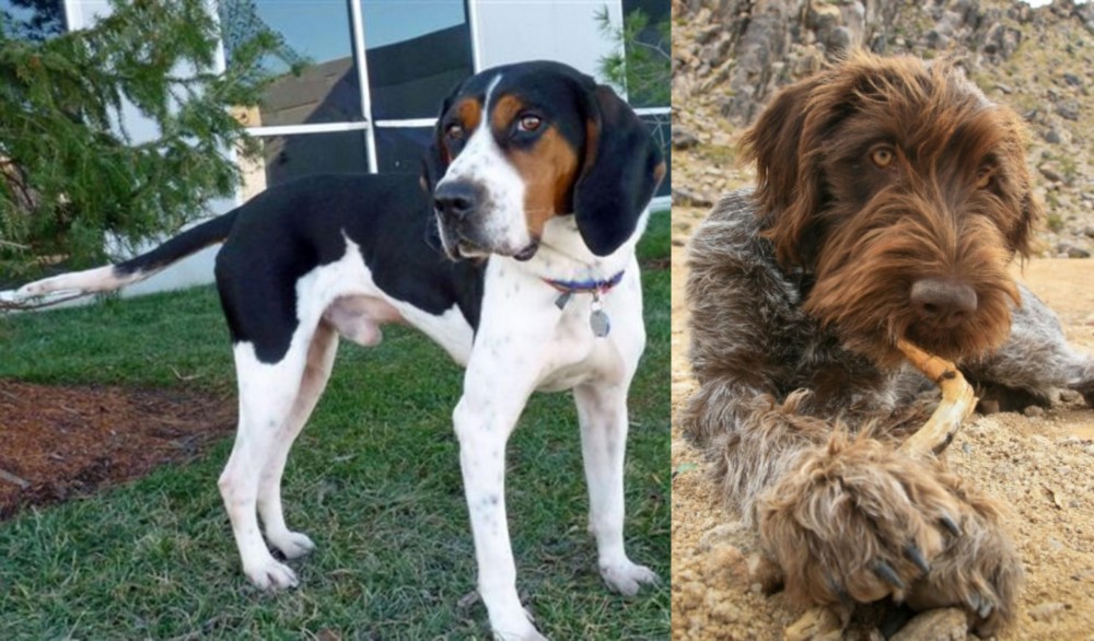 Wirehaired Pointing Griffon vs Treeing Walker Coonhound - Breed Comparison