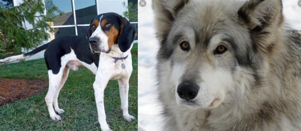 Wolfdog vs Treeing Walker Coonhound - Breed Comparison