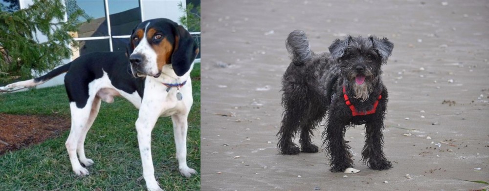 YorkiePoo vs Treeing Walker Coonhound - Breed Comparison
