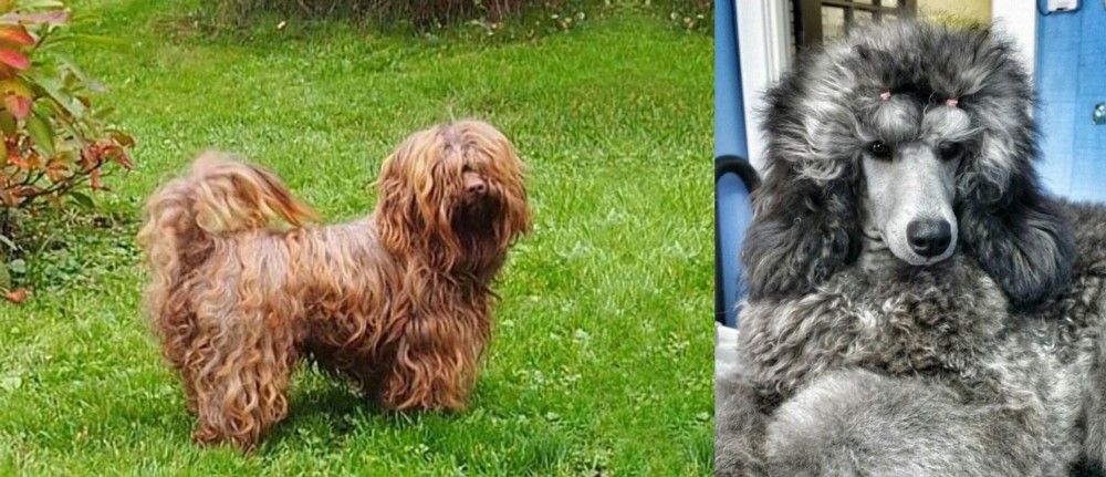 Standard Poodle vs Tsvetnaya Bolonka - Breed Comparison
