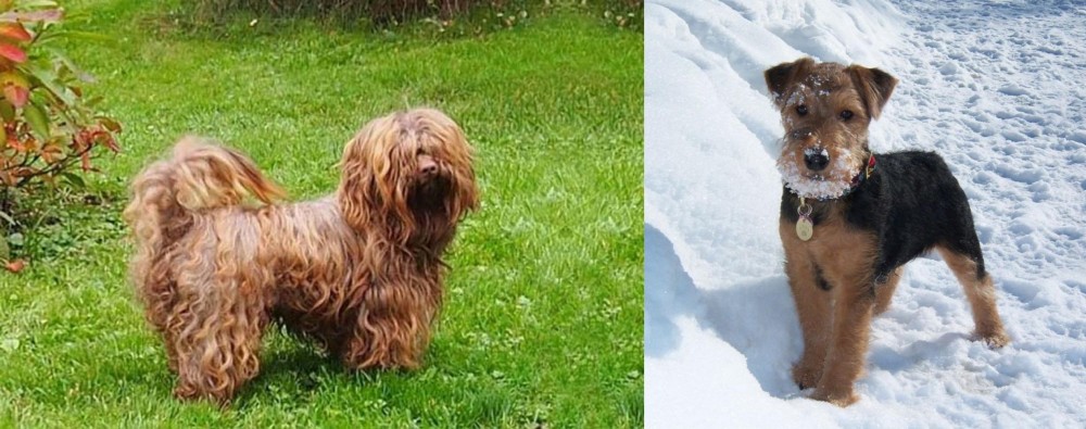 Welsh Terrier vs Tsvetnaya Bolonka - Breed Comparison
