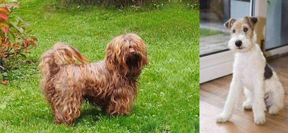 Wire Fox Terrier vs Tsvetnaya Bolonka - Breed Comparison