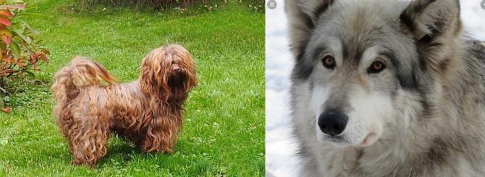 Wolfdog vs Tsvetnaya Bolonka - Breed Comparison
