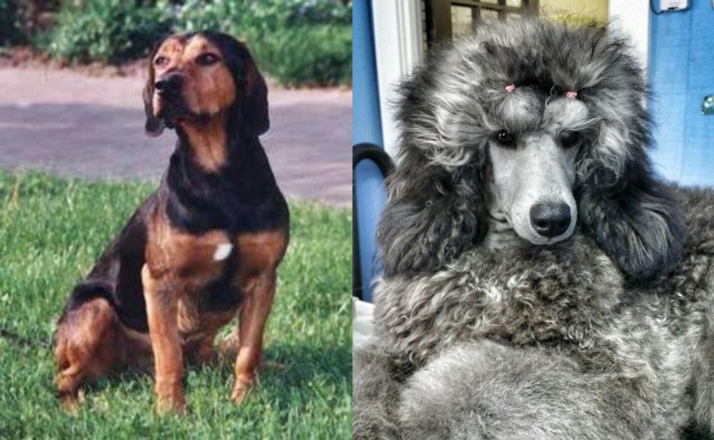 Standard Poodle vs Tyrolean Hound - Breed Comparison