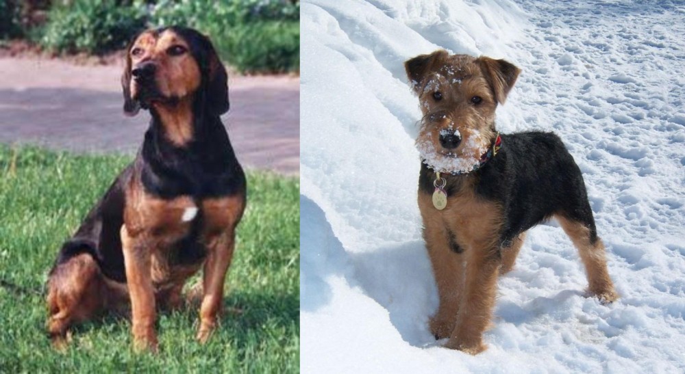 Welsh Terrier vs Tyrolean Hound - Breed Comparison