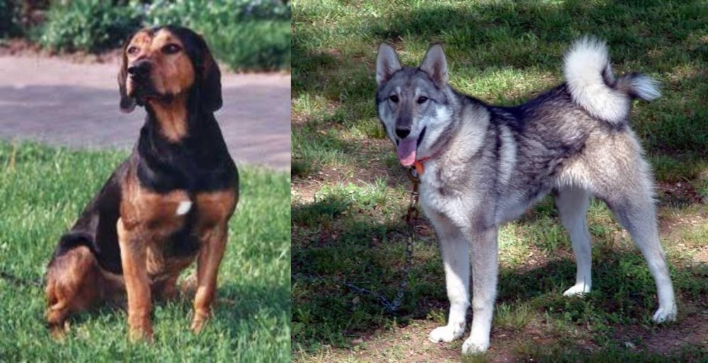 West Siberian Laika vs Tyrolean Hound - Breed Comparison