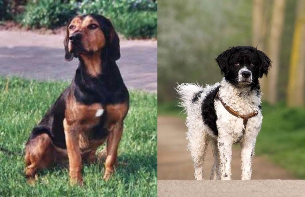 Wetterhoun vs Tyrolean Hound - Breed Comparison