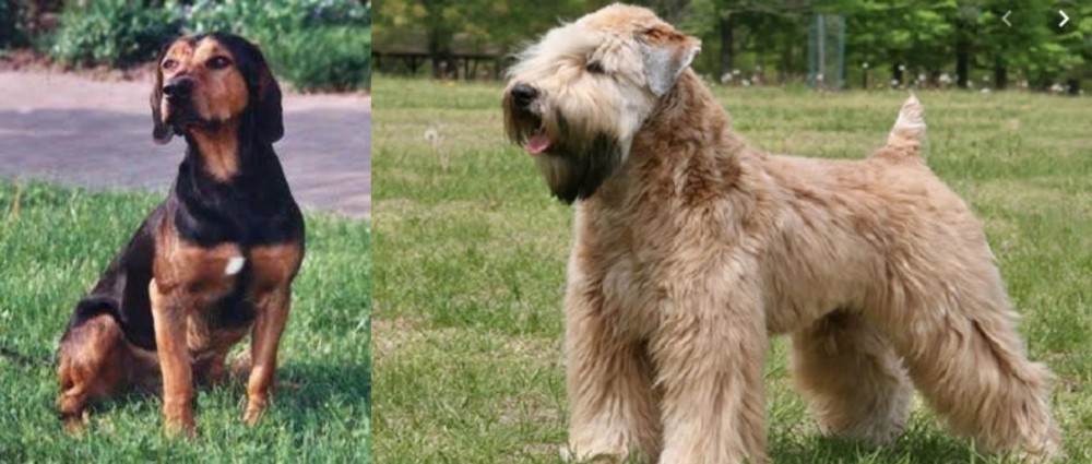 Wheaten Terrier vs Tyrolean Hound - Breed Comparison