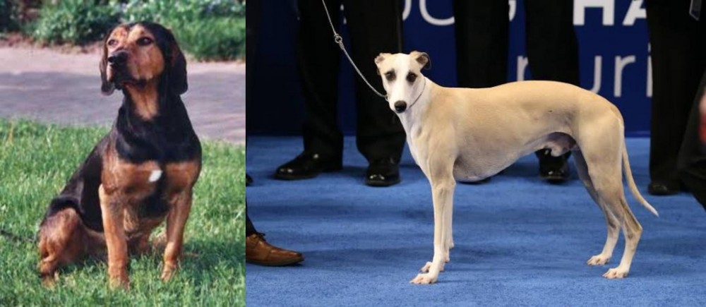 Whippet vs Tyrolean Hound - Breed Comparison