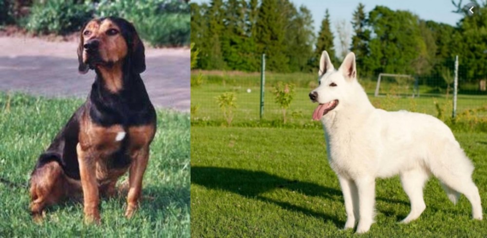 White Shepherd vs Tyrolean Hound - Breed Comparison
