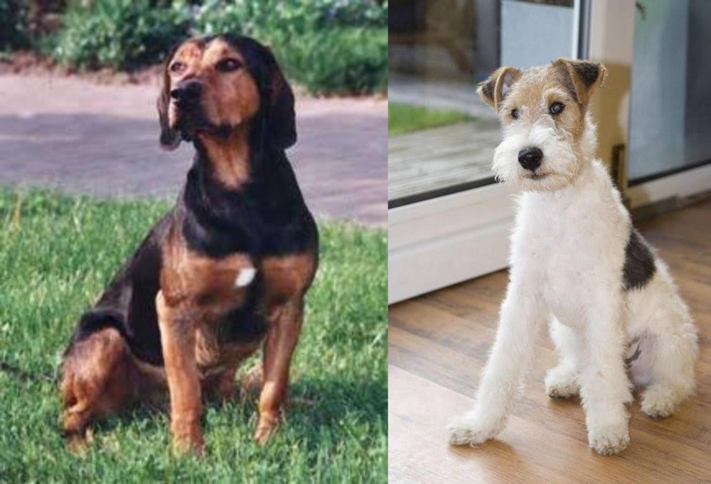 Wire Fox Terrier vs Tyrolean Hound - Breed Comparison