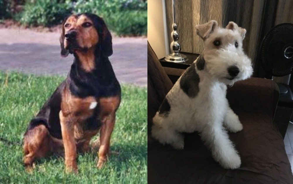 Wire Haired Fox Terrier vs Tyrolean Hound - Breed Comparison