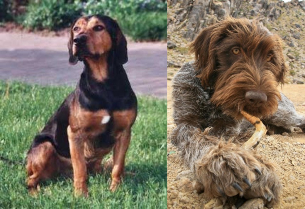 Wirehaired Pointing Griffon vs Tyrolean Hound - Breed Comparison