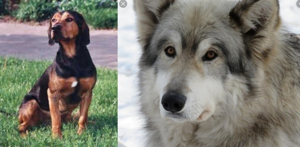 Wolfdog vs Tyrolean Hound - Breed Comparison