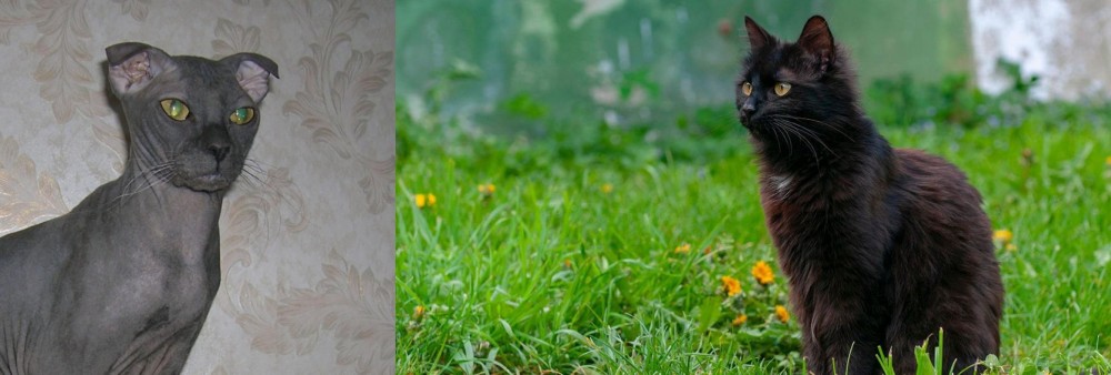 York Chocolate Cat vs Ukrainian Levkoy - Breed Comparison