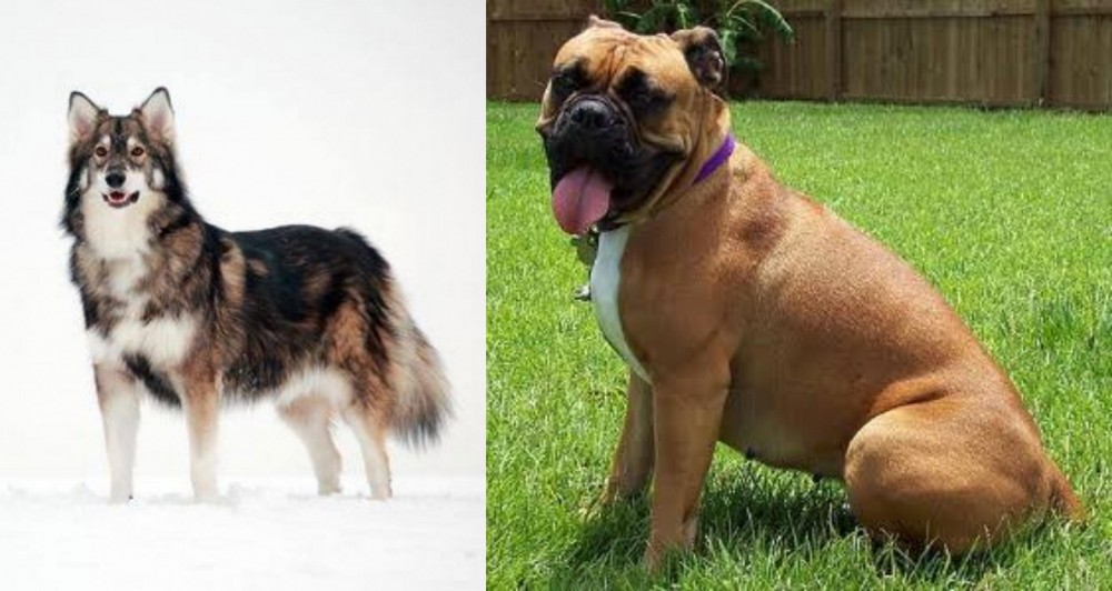 Valley Bulldog vs Utonagan - Breed Comparison