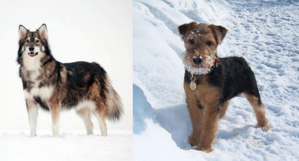 Welsh Terrier vs Utonagan - Breed Comparison
