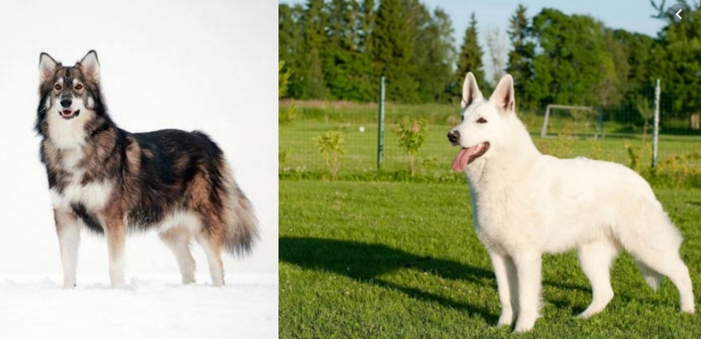White Shepherd vs Utonagan - Breed Comparison