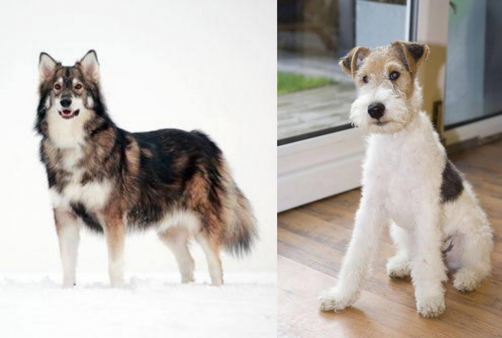 Wire Fox Terrier vs Utonagan - Breed Comparison