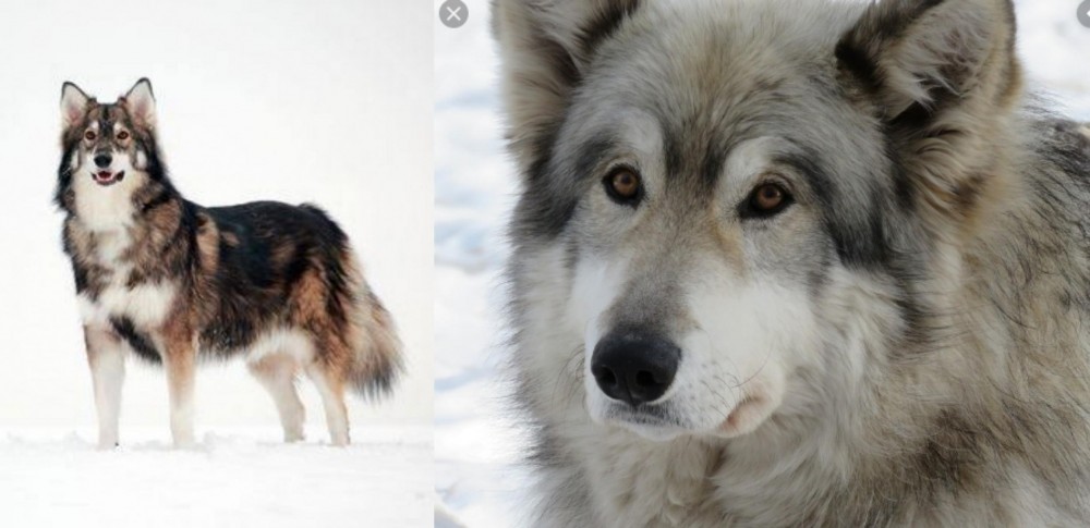 Wolfdog vs Utonagan - Breed Comparison