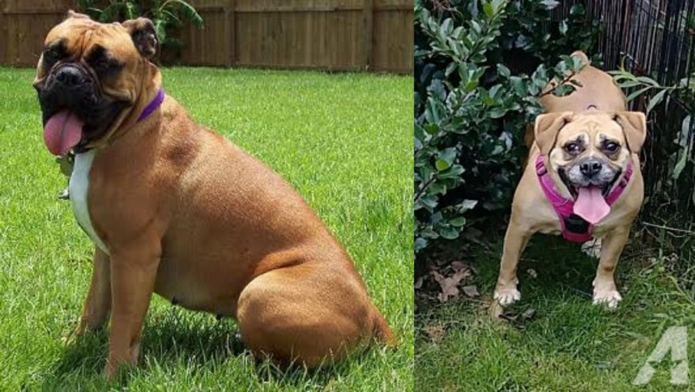 Beabull vs Valley Bulldog - Breed Comparison
