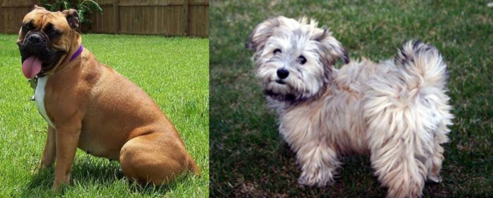 Havapoo vs Valley Bulldog - Breed Comparison