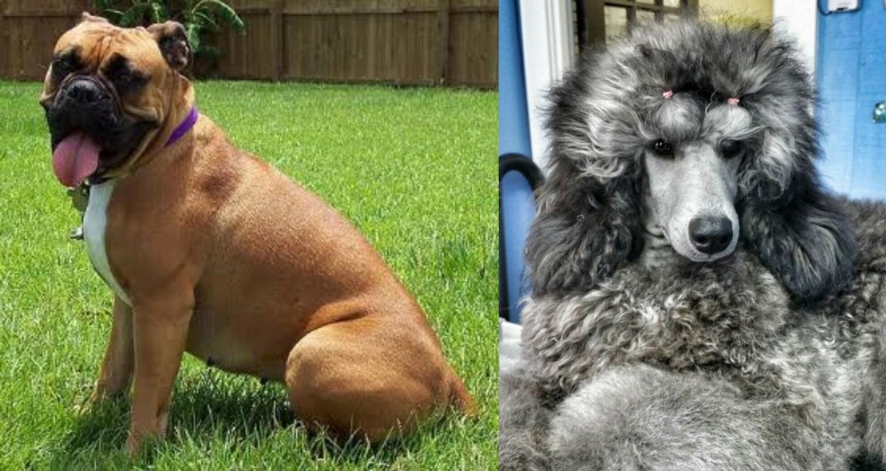 Standard Poodle vs Valley Bulldog - Breed Comparison