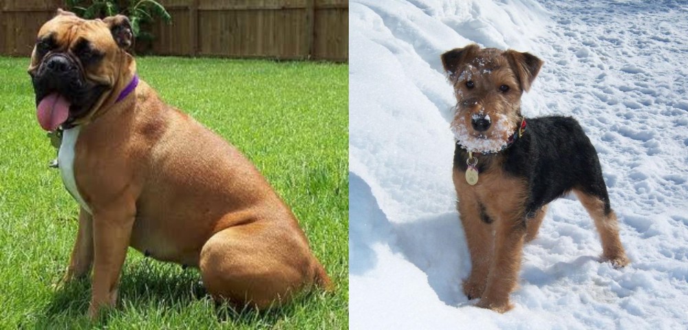 Welsh Terrier vs Valley Bulldog - Breed Comparison