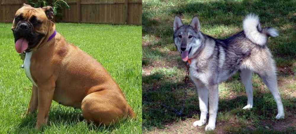West Siberian Laika vs Valley Bulldog - Breed Comparison