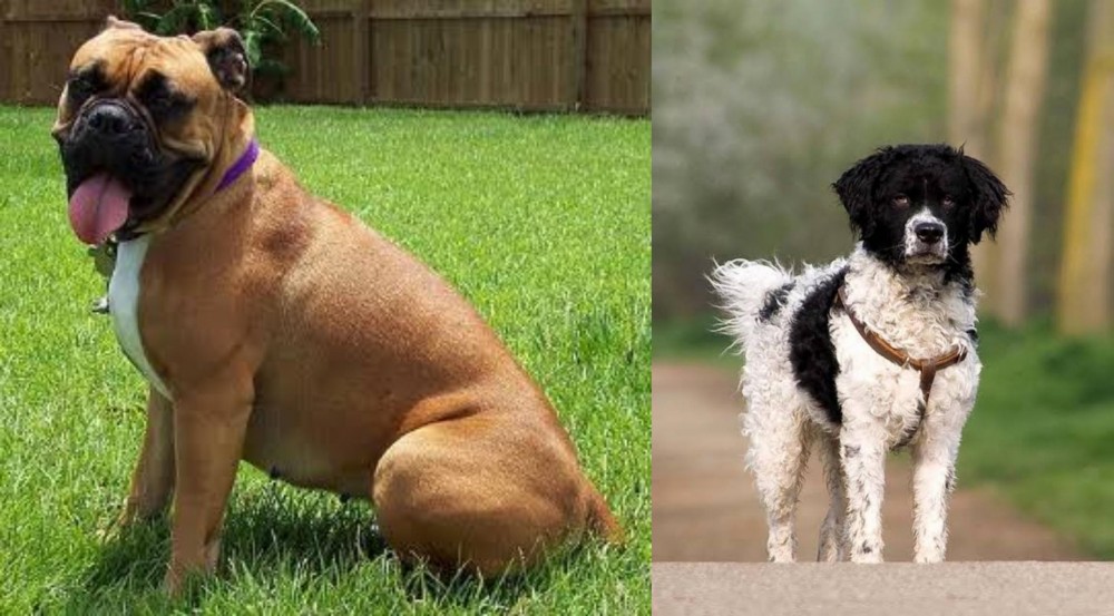 Wetterhoun vs Valley Bulldog - Breed Comparison