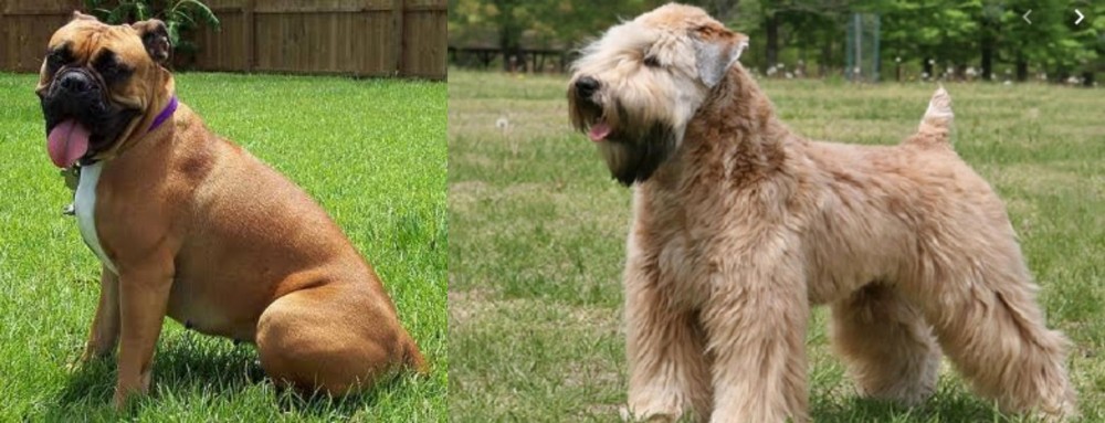 Wheaten Terrier vs Valley Bulldog - Breed Comparison